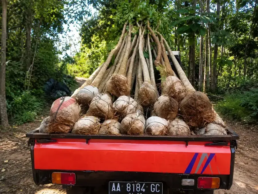 3 Hal yang Perlu Diperhatikan Saat Bibit Baru Sampai di Rumah