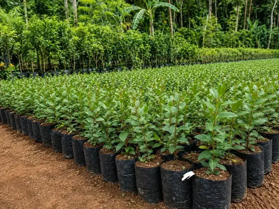 Bidara Lagi Ramai Diburu Orang — Ini yang Perlu Diketahui Sebelum Ikut Menanamnya