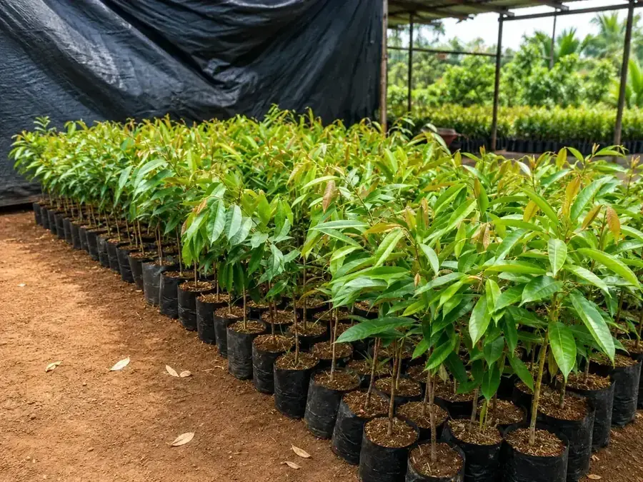 Cara Memilih Bibit Durian Unggul: Bawor vs Musang King, Mana yang Cocok untuk Pemula