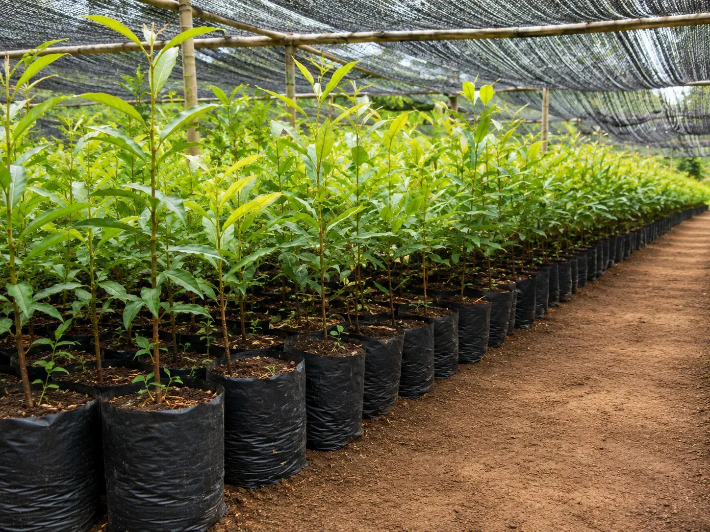 Harga Cengkeh Tembus Rp150 Ribu/Kg, Kenapa Sekarang Momen Pas Buat Mulai Kebun Sendiri?