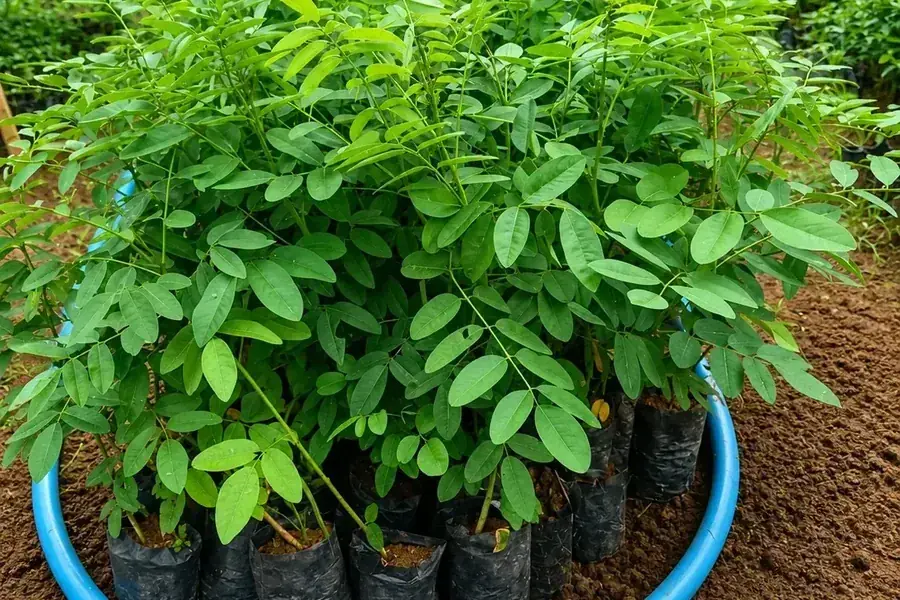 Kaliandra vs Indigofera: Pilihan Hijauan Pakan Ternak Berprotein Tinggi