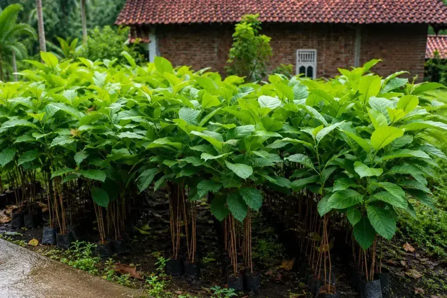 Kenapa Pohon Kayu Keras Penting untuk Penghijauan Lahan Kosong