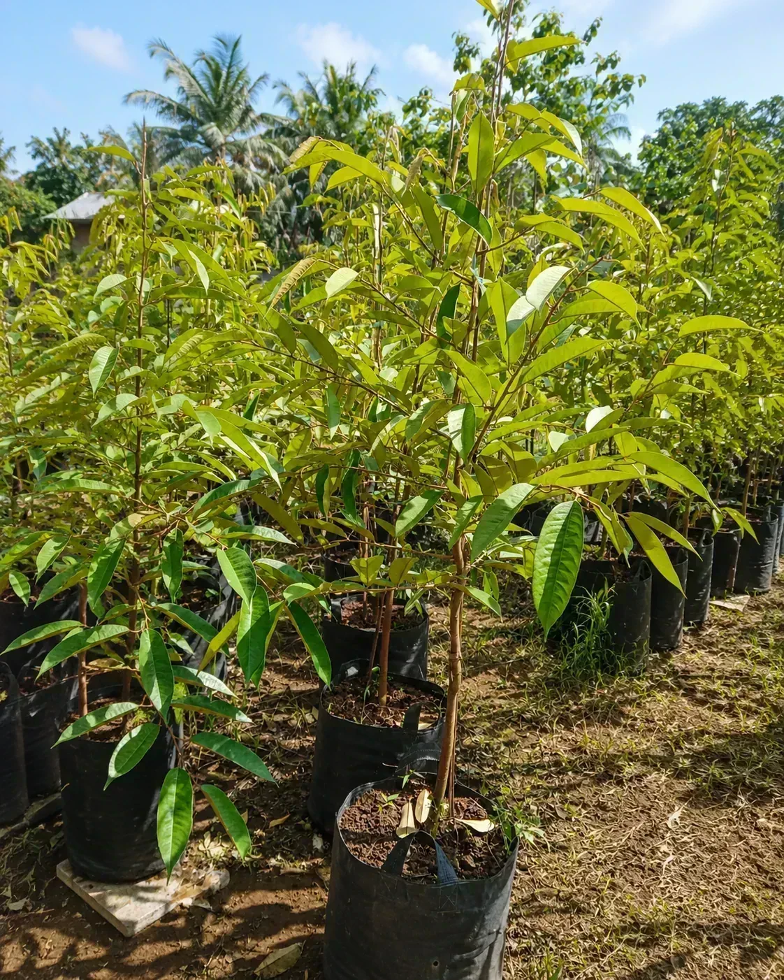 Kenapa Durian Susah Berbuah? Ini Penyebab yang Sering Terlewat