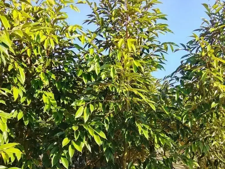 Cara Pindah Tanam Bibit Durian dari Polybag ke Lahan