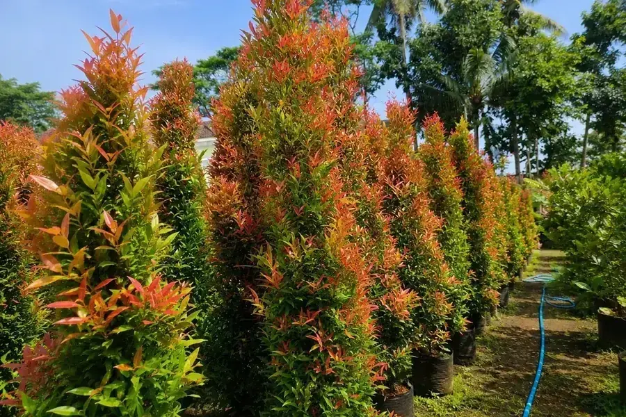 Pucuk Merah untuk Pagar Tanaman: Jarak Tanam dan Perawatannya