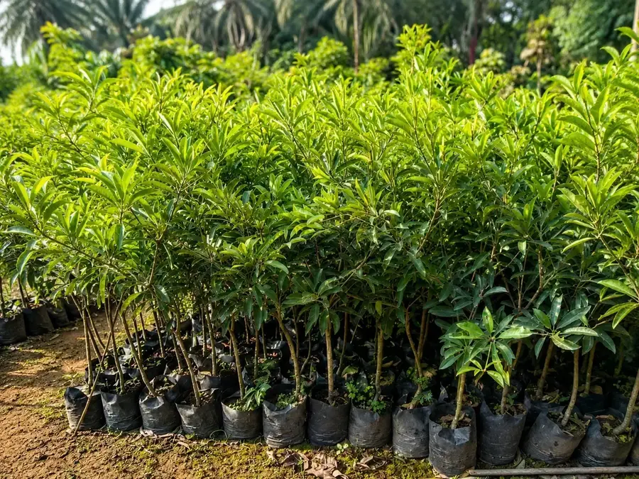 Tabulampot: Bisa Nggak Bibit Alpukat, Kelengkeng, Sawo Ditanam di Pot untuk Halaman Sempit?