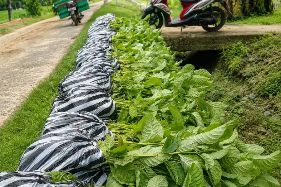 Packing Bibit Jabon