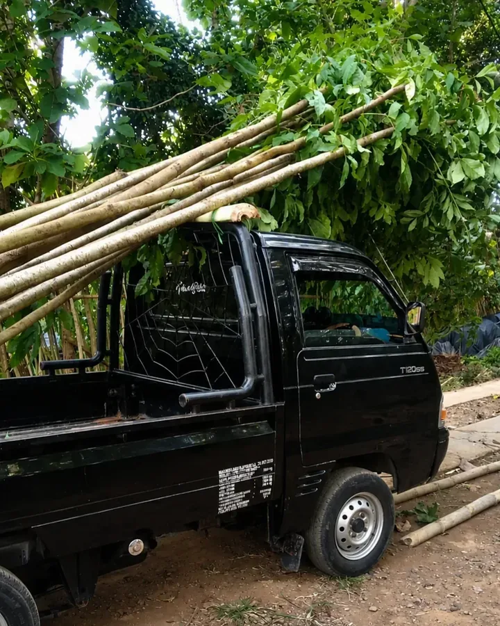 Bibit Tabebuya Siap Tanam