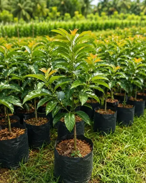 Area nursery Ardelia Bibit
