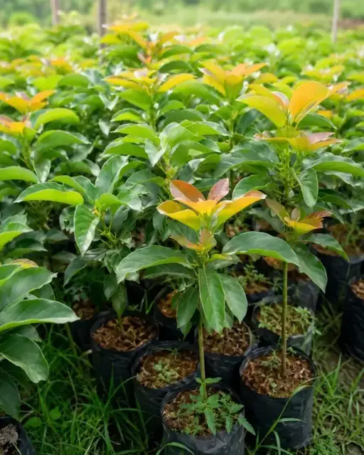 Bibit Alpukat Mentega di nursery Ardelia Bibit