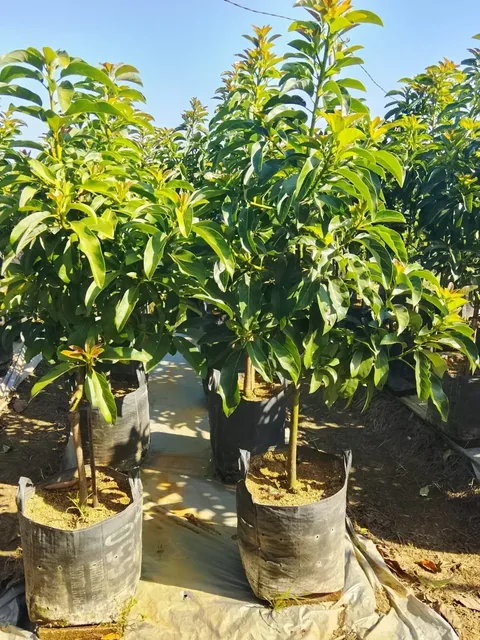 Bibit Alpukat Miki di nursery Ardelia Bibit