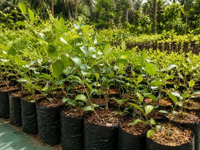 Bibit Apel Putsa di nursery Ardelia Bibit