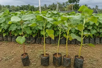 Pohon Kayu & Kehutanan