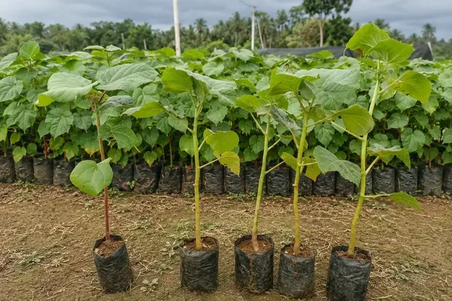 Bibit Balsa di nursery Ardelia Bibit