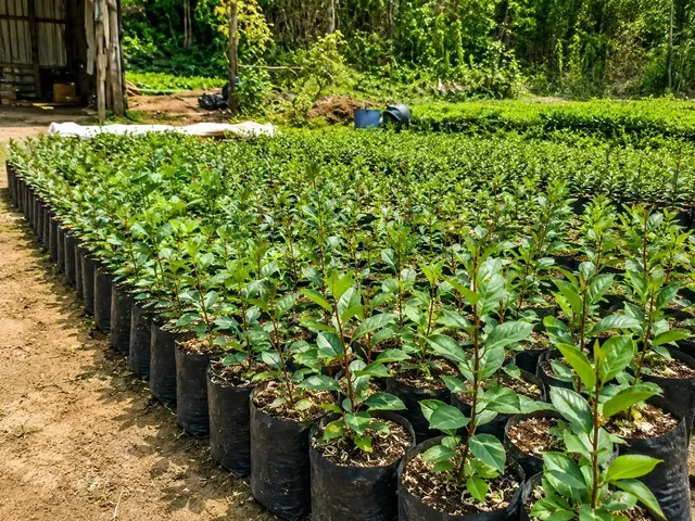 Bibit Bidara Cina di nursery Ardelia Bibit