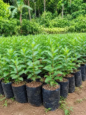 Rempah & Tanaman Obat