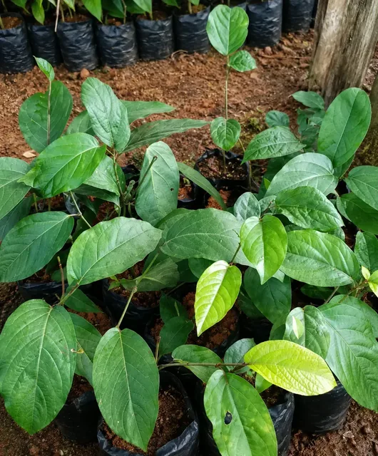 Bibit Cabe Jawa di nursery Ardelia Bibit