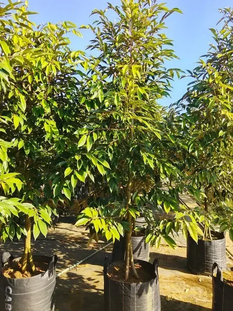 Bibit Durian Bawor di nursery Ardelia Bibit
