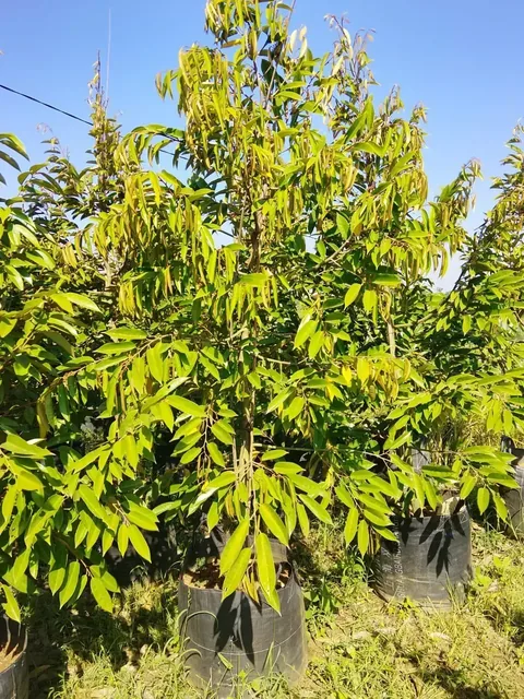 Bibit Durian Duri Hitam di nursery Ardelia Bibit