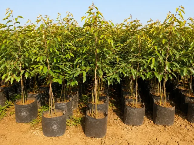 Bibit Durian Musang King di nursery Ardelia Bibit