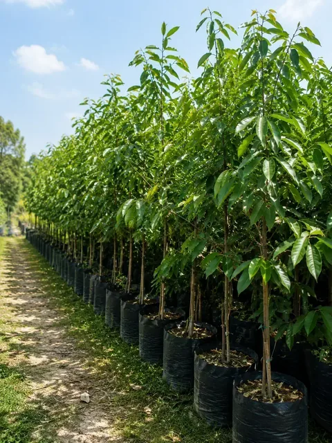Bibit Durian Super Tembaga di nursery Ardelia Bibit