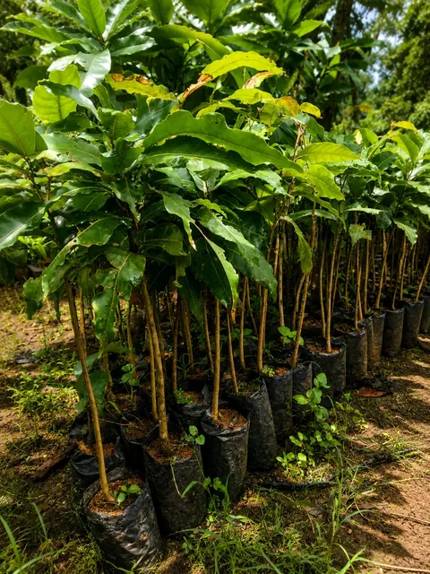 Bibit Gayam di nursery Ardelia Bibit