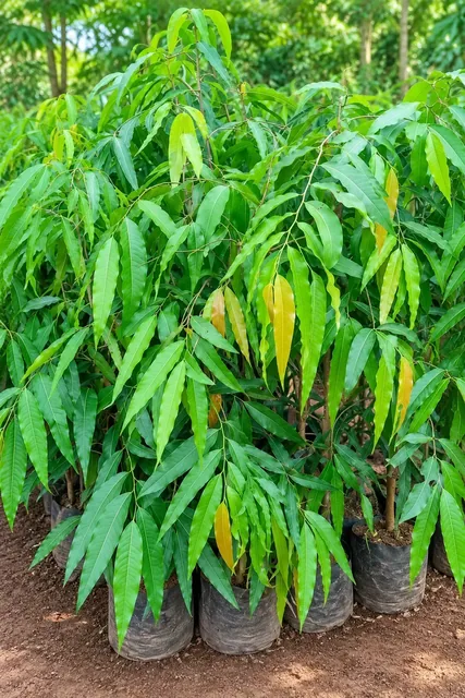 Bibit Glodogan Tiang di nursery Ardelia Bibit