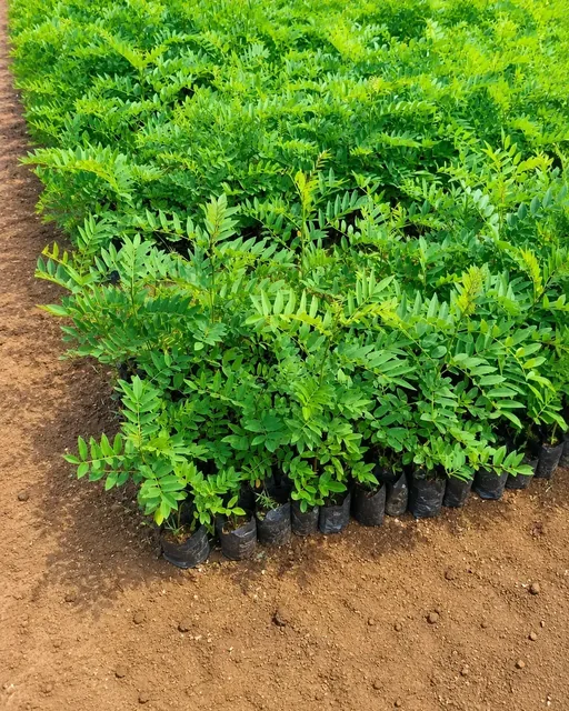 Bibit Indigofera di nursery Ardelia Bibit