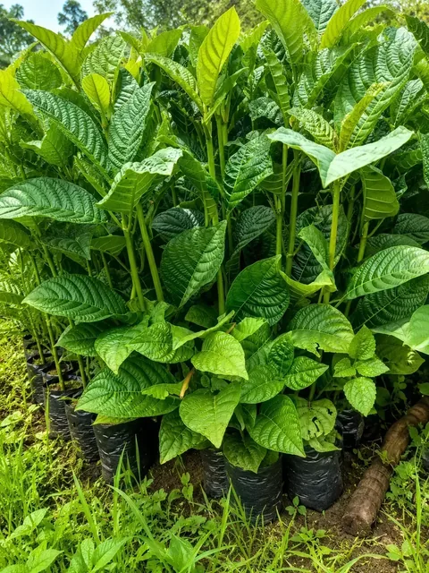 Bibit Jabon di nursery Ardelia Bibit
