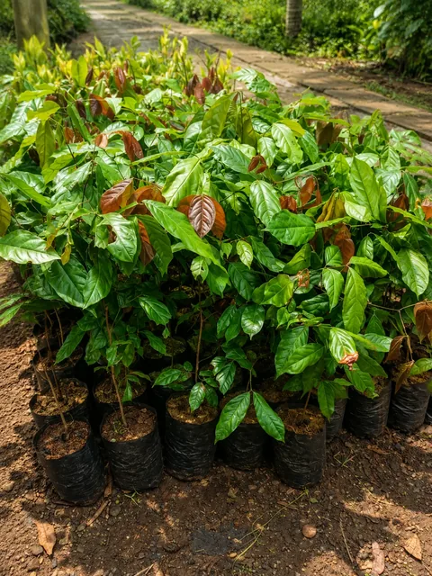 Bibit Jengkol di nursery Ardelia Bibit