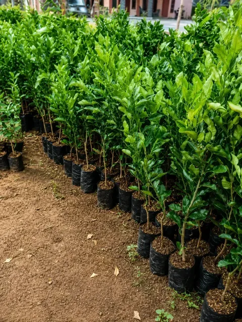 Bibit Jeruk Purut di nursery Ardelia Bibit