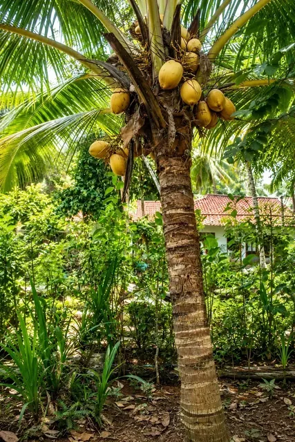 Bibit Kelapa Gading Kuning di nursery Ardelia Bibit