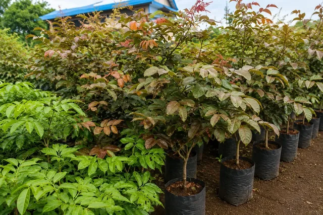 Bibit Kelengkeng Merah di nursery Ardelia Bibit