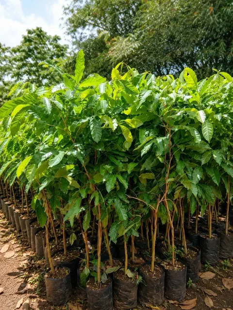 Bibit Kelengkeng New Crystal di nursery Ardelia Bibit