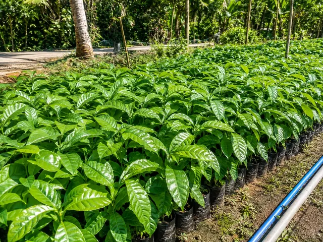 Bibit Kopi Arabika di nursery Ardelia Bibit