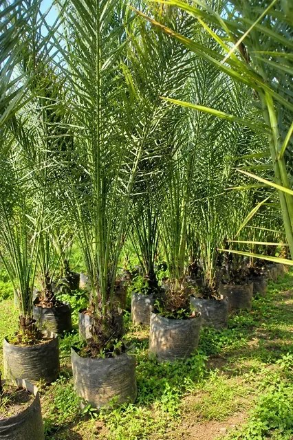 Bibit Kurma di nursery Ardelia Bibit