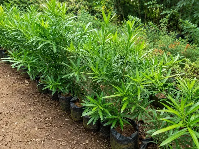 Bibit Lohansung di nursery Ardelia Bibit