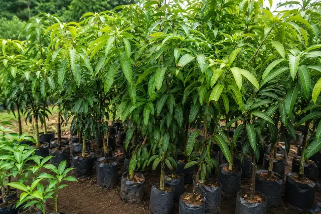 Bibit Mangga Kiojay di nursery Ardelia Bibit