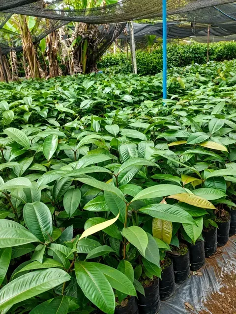 Bibit Manggis di nursery Ardelia Bibit