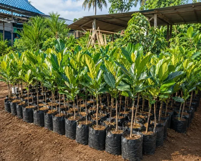 Bibit Nangka Madu di nursery Ardelia Bibit