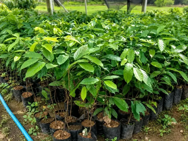 Bibit Pala di nursery Ardelia Bibit