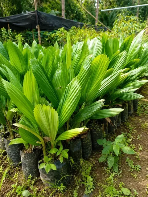 Bibit Palem Kol di nursery Ardelia Bibit