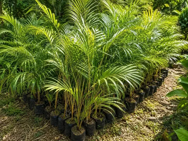 Bibit Palem Kuning di nursery Ardelia Bibit