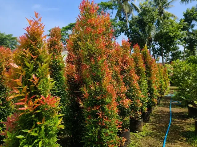 Bibit Pucuk Merah di nursery Ardelia Bibit