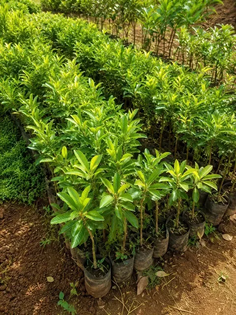 Bibit Sawo Jumbo di nursery Ardelia Bibit