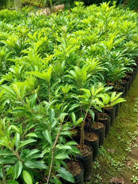 Bibit Sawo Manila di nursery Ardelia Bibit