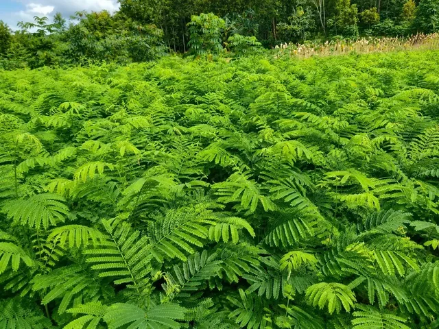 Bibit Sengon Laut (Albasia) di nursery Ardelia Bibit