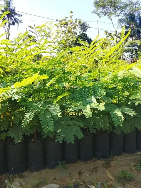Bibit Solobium di nursery Ardelia Bibit