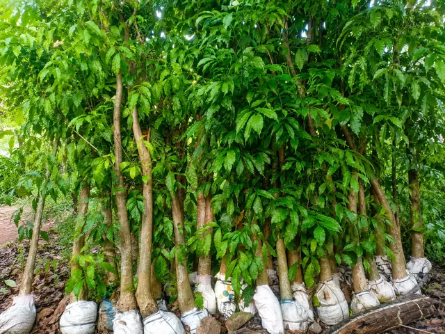 Bibit Tabebuya di nursery Ardelia Bibit