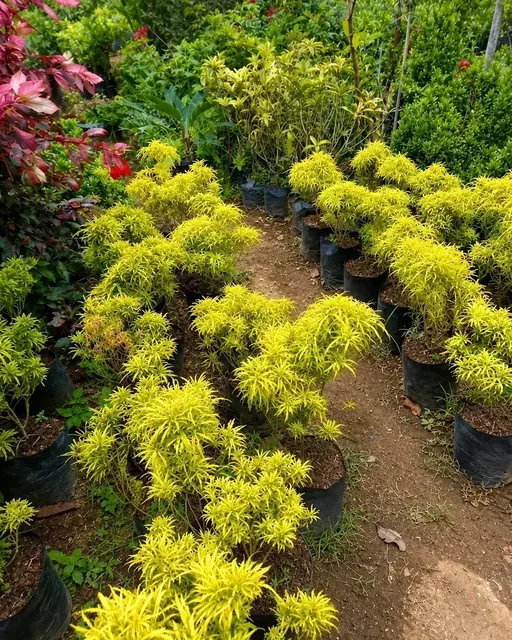 Bibit Tanaman Hias Brokoli di nursery Ardelia Bibit